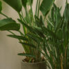Spathiphyllum – Image 2