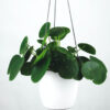 Pilea Peperomioides – Image 2